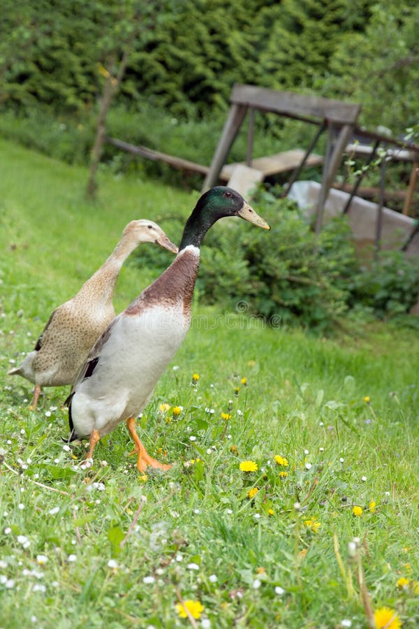 Ducks stock photo. Image of bird, mallard, nature, meadow 42544418
