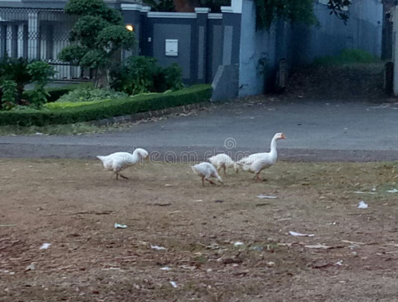 Ducks that Walk in Residential Areas Stock Image Image of ducks