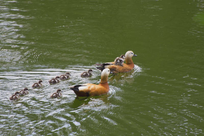 Ducks on water