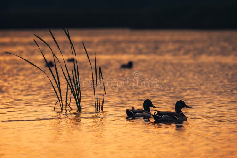 Ducks in the water during the sunset.