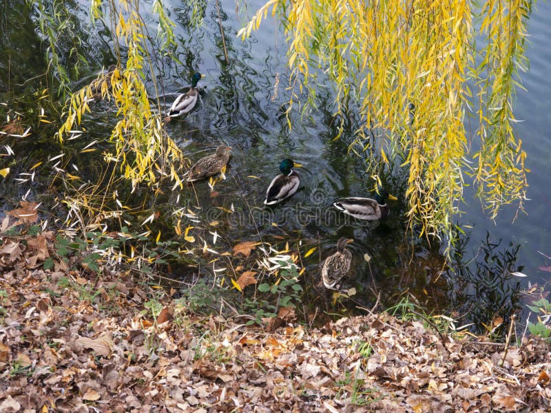 Ducks on Water Surface Near Riverside Under Willow Tree with Yellow