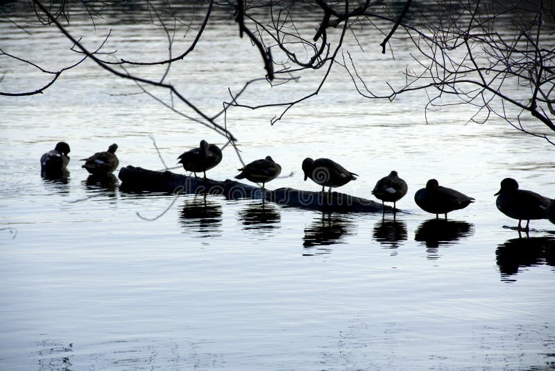 Ducks at Green Lake