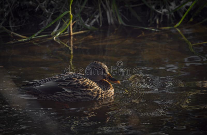 Ducks on Winter Cold River in Sunny Nice Day Stock Photo Image of