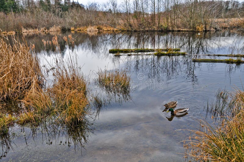 Ducks in Winter Wetlands Wildlife Sanctuary royalty free stock photos Ducks in Winter Wetlands Wildlife Sanctuary royalty free stock photos