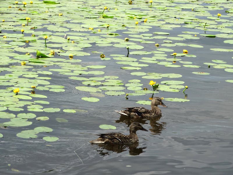 Ducks, Yellow Water Lilies and Leaves on the Surface of the Summer River Stock Photo Image of