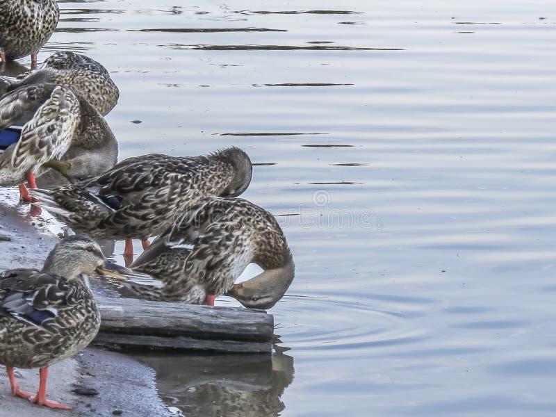 Duckt Selbstreinigung an regionalem Ostpark EL Dorado lizenzfreie stockfotografie Duckt Selbstreinigung an regionalem Ostpark EL Dorado lizenzfreie stockfotografie