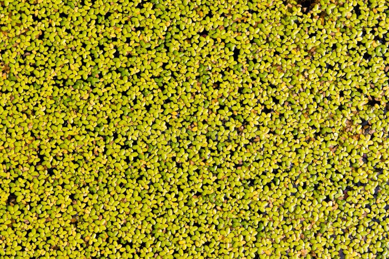 Duckweed aquatic plant stock photo. Image of green, tropical 18734638