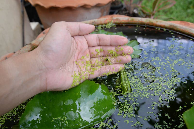 Duckweed Stick on the Human Hand Stock Image Image of cover, pattern