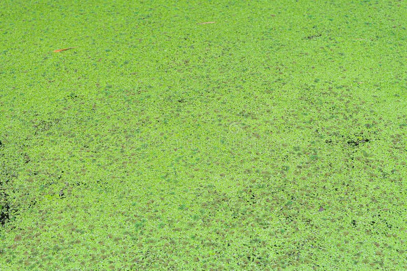 Duckweed and water lettuce floating covered on the pond, useful aquatic plants