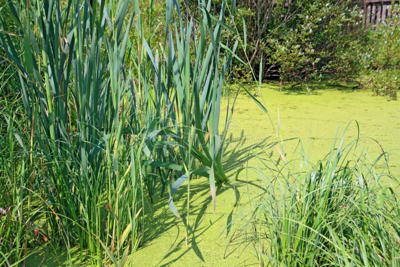 Duckweed in wood marsh