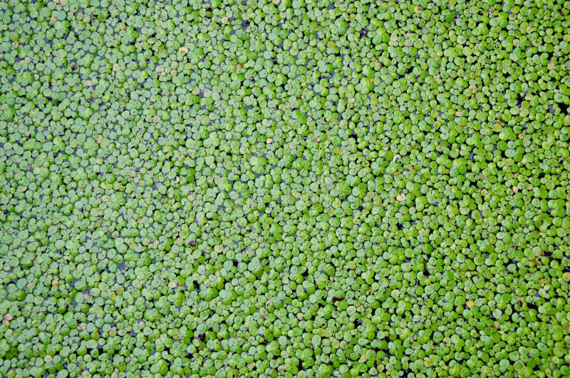 Duckweed покрытый на поверхности воды для предпосылки стоковые изображения rf Duckweed покрытый на поверхности воды для предпосылки стоковые изображения rf