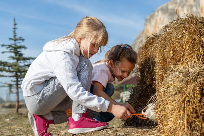 Two cute adorable caucasian blond little girls friends enjoy feeding white rabbit by carrot in far yard near hay stack outdoors. Children take care of bunny at countryside on sunny autumn day. Two cute adorable caucasian blond little girls friends enjoy feeding white rabbit by carrot in far yard near hay stack outdoors. Children take care of bunny at countryside on sunny autumn day.