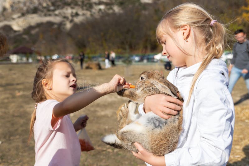Two cute adorable caucasian blond little girls friends enjoy feeding white rabbit by carrot in far yard near hay stack outdoors. Children take care of bunny at countryside on sunny autumn day. Two cute adorable caucasian blond little girls friends enjoy feeding white rabbit by carrot in far yard near hay stack outdoors. Children take care of bunny at countryside on sunny autumn day.