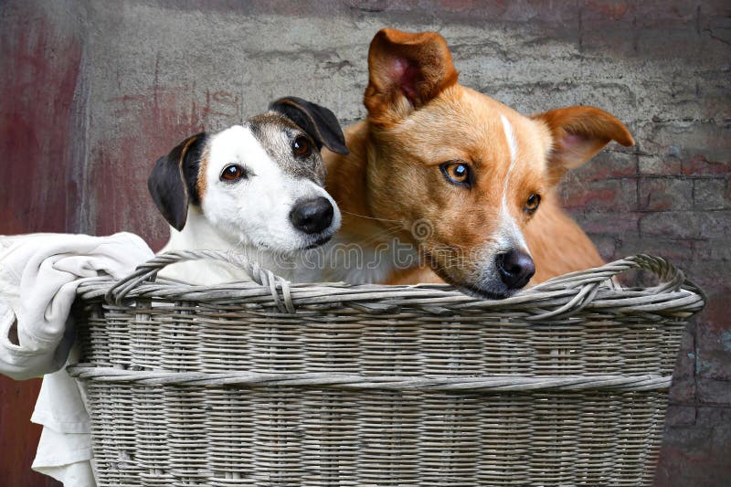 Due amici di cane seduti in un vecchio cesto di vimini fotografia stock libera da diritti