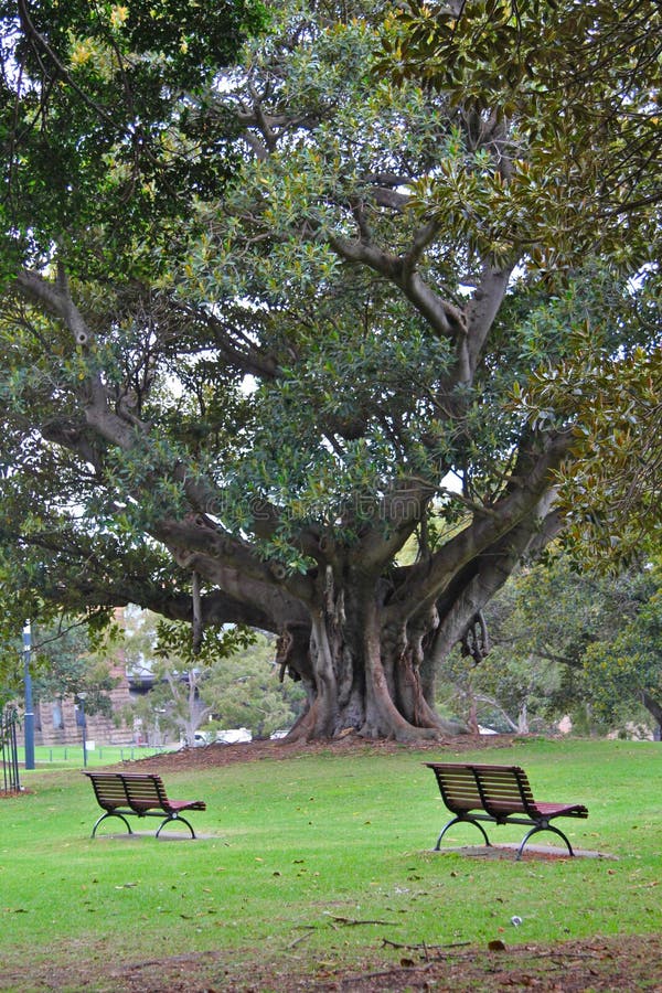 Due banchi pacifici da un grande albero fotografia stock Due banchi pacifici da un grande albero fotografia stock
