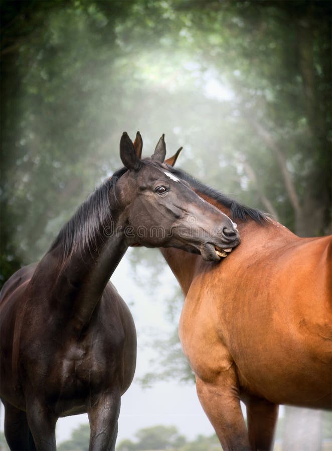 Due bei cavalli di dressage del caldo-sangue che graffiano ciascuno sopra il grande fondo della natura dell'albero fotografia stock libera da diritti Due bei cavalli di dressage del caldo-sangue che graffiano ciascuno sopra il grande fondo della natura dell'albero fotografia stock libera da diritti