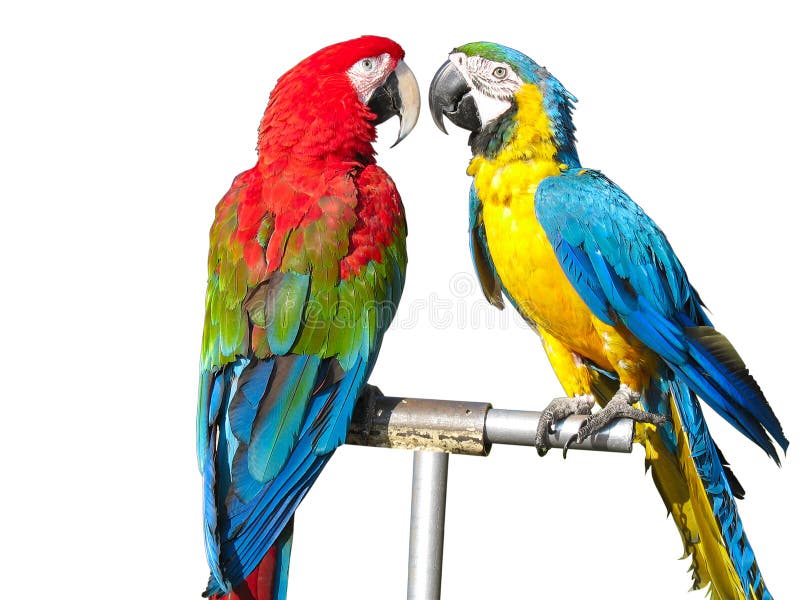 Due bei pappagalli colorati luminosi dei macaws immagine stock libera da diritti Due bei pappagalli colorati luminosi dei macaws immagine stock libera da diritti