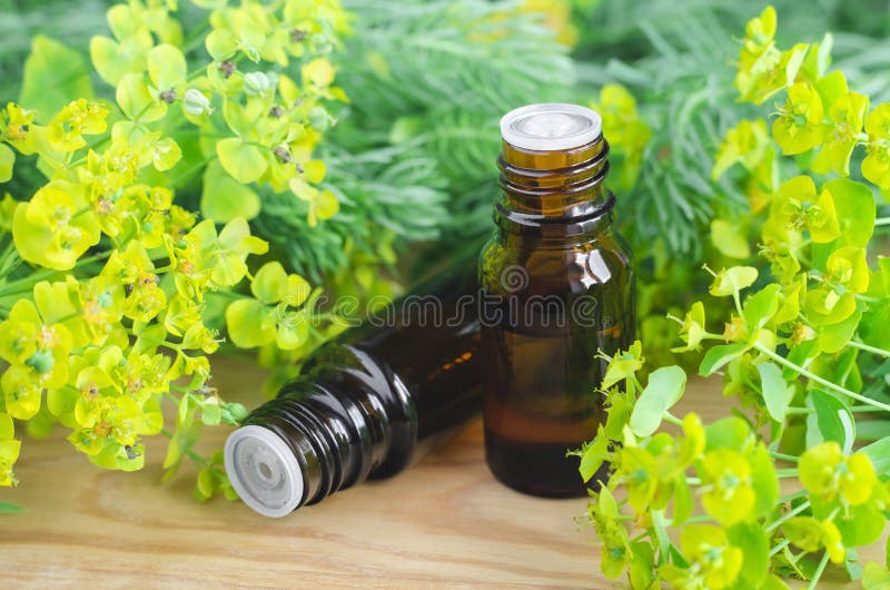 Due bottiglie dei cyparissias dell'euforbia, estratto di euforbia del cipresso (tintura del Milkweed, infusione, olio di erbe) fotografie stock Due bottiglie dei cyparissias dell'euforbia, estratto di euforbia del cipresso (tintura del Milkweed, infusione, olio di erbe) fotografie stock