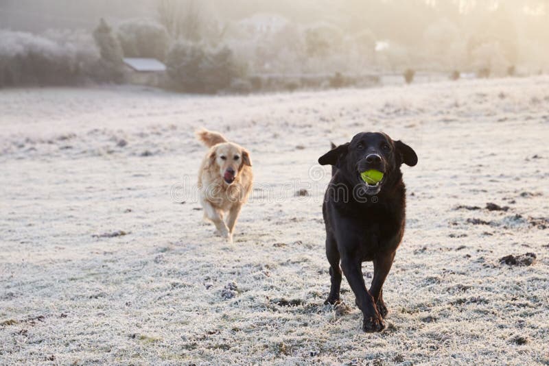 Due cani che passano Frosty Landscape Chasing Ball fotografia stock Due cani che passano Frosty Landscape Chasing Ball fotografia stock
