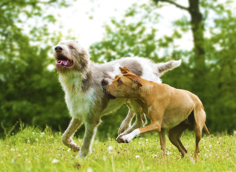 Due cani di divertimento a gioco fotografia stock libera da diritti Due cani di divertimento a gioco fotografia stock libera da diritti