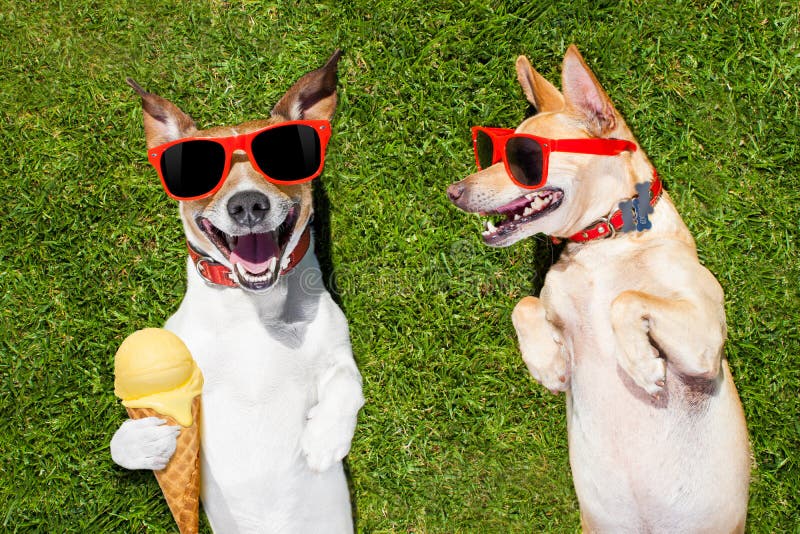 Due Cani Divertenti Con Il Gelato Fotografia Stock Immagine di