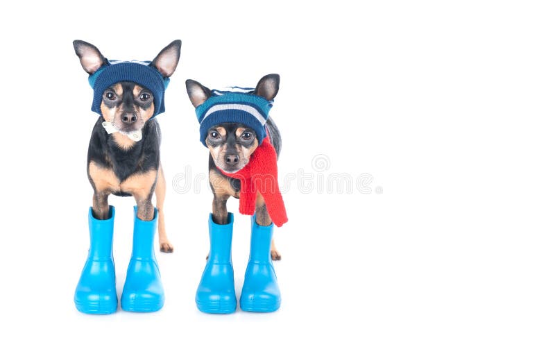 Due cani divertenti con stivali di gomma e cappelli isolati su bianco, il concetto di abbigliamento per cani, il tempo d'autunno fotografia stock Due cani divertenti con stivali di gomma e cappelli isolati su bianco, il concetto di abbigliamento per cani, il tempo d'autunno fotografia stock