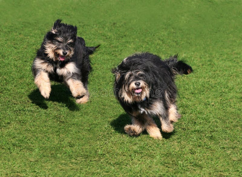 Due cani felici fotografie stock libere da diritti Due cani felici fotografie stock libere da diritti