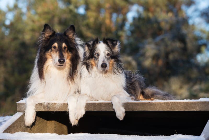 Due cani ruvidi delle collie all'aperto nell'inverno immagine stock libera da diritti Due cani ruvidi delle collie all'aperto nell'inverno immagine stock libera da diritti