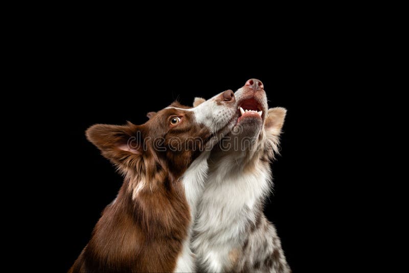 Due cani si stanno baciando Collie di bordo insieme su sfondo nero Animali da compagnia deliziosi in vacanza fotografie stock libere da diritti Due cani si stanno baciando Collie di bordo insieme su sfondo nero Animali da compagnia deliziosi in vacanza fotografie stock libere da diritti