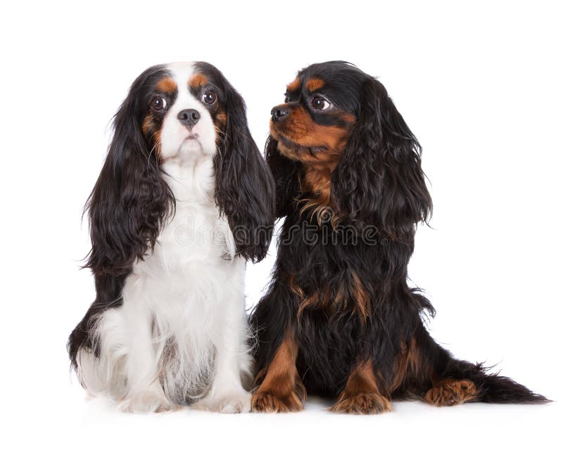 Due cani sprezzanti dello Spaniel di re Charles immagine stock libera da diritti Due cani sprezzanti dello Spaniel di re Charles immagine stock libera da diritti