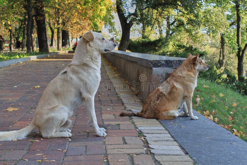 Due cani stanno sedendo sulla strada e stanno esaminando la distanza Primo piano fotografia stock Due cani stanno sedendo sulla strada e stanno esaminando la distanza Primo piano fotografia stock
