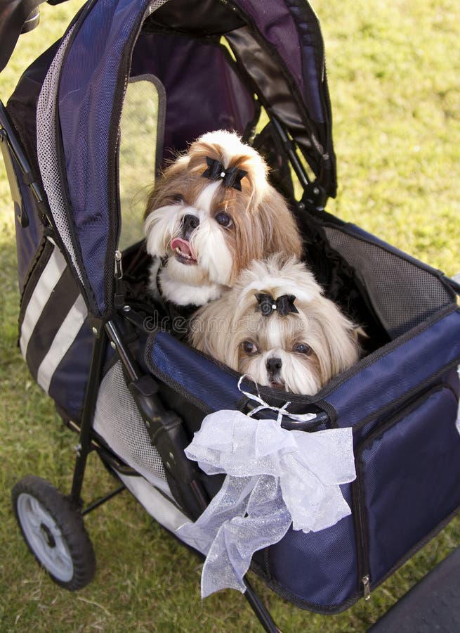 Due cani svegli della famiglia in un passeggiatore al cane parcheggiano immagini stock Due cani svegli della famiglia in un passeggiatore al cane parcheggiano immagini stock