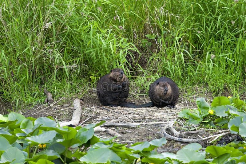 Two beavers groom on riverbank. Two beavers groom on riverbank.