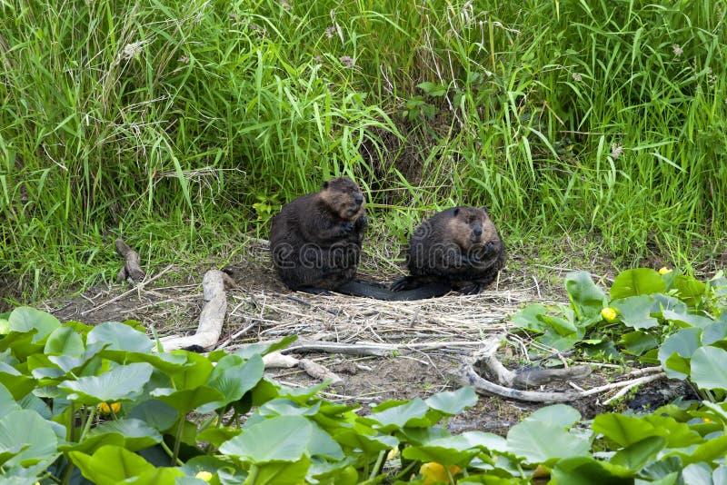 Two beavers groom on riverbank. Two beavers groom on riverbank.