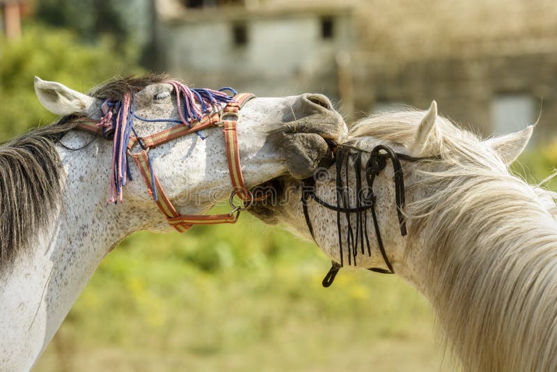 Toppa Ricamata Per Briglie Di Cavallo - Distintivo Da Cucire, 5.5x8.6 Cm - Foto 3