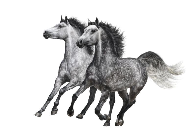 Due cavalli macchia-grigi nel moto su fondo bianco