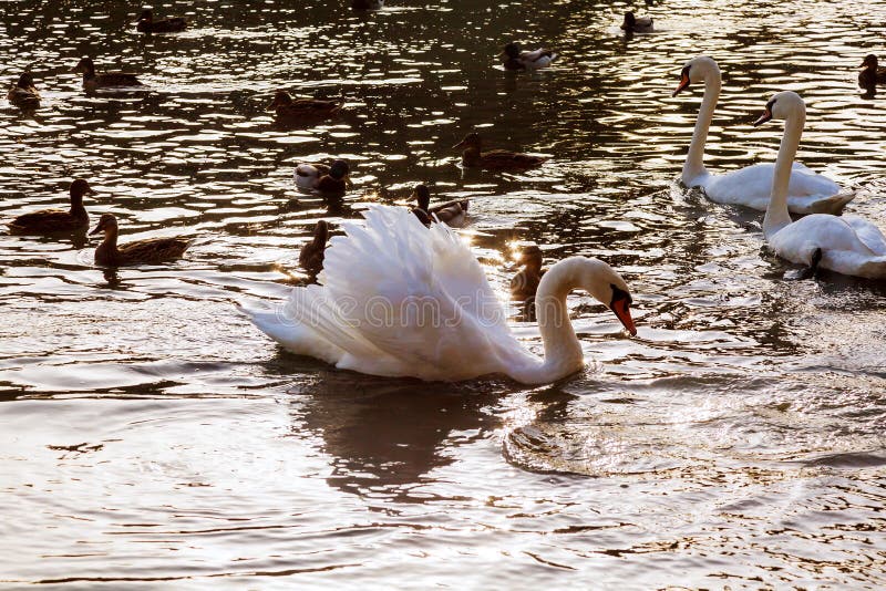 Due cigni bianchi fanno galleggiare l'acqua nei cigni bianchi del parco che fanno galleggiare il fiume immagini stock Due cigni bianchi fanno galleggiare l'acqua nei cigni bianchi del parco che fanno galleggiare il fiume immagini stock