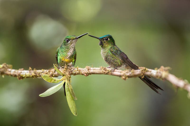 Due colibrì che si siedono sul ramo seguente ed interattivo, colibrì dalla foresta pluviale tropicale, Perù, appollaiarsi dell'uc