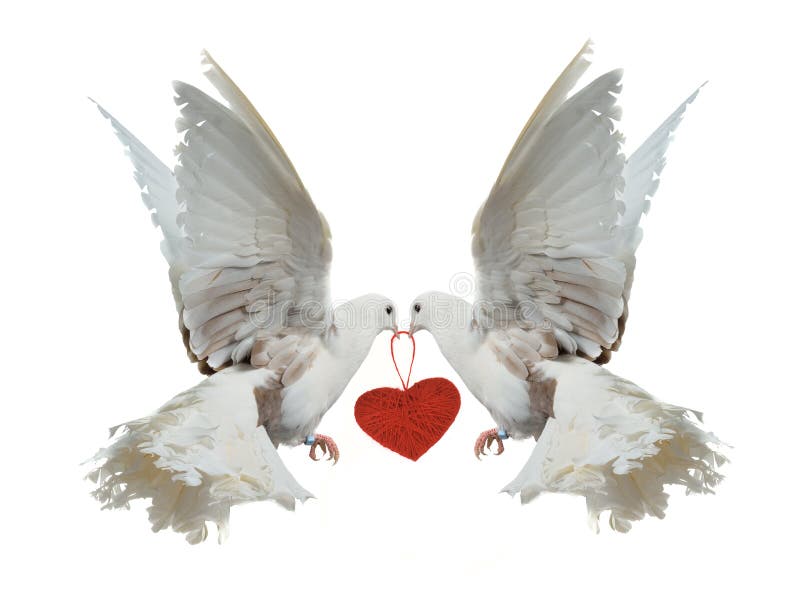 Due colombe bianche che tengono cuore rosso con i loro becchi