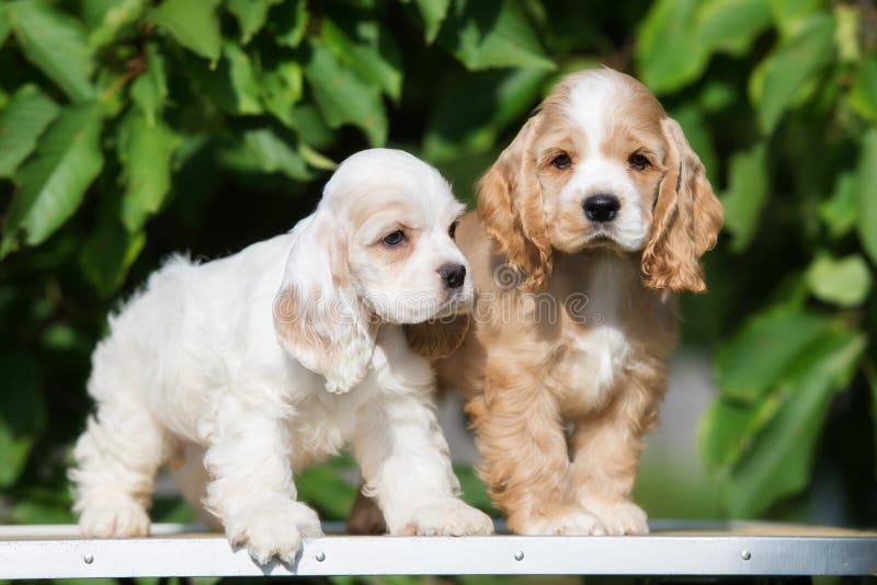 Due cuccioli adorabili di cocker spaniel dell'americano immagine stock libera da diritti Due cuccioli adorabili di cocker spaniel dell'americano immagine stock libera da diritti