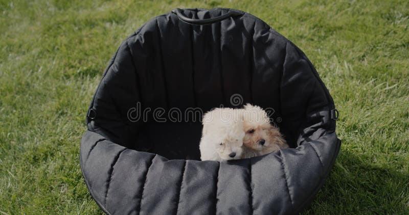 Due cuccioli carini in una borsa nera che sta sull'erba verde