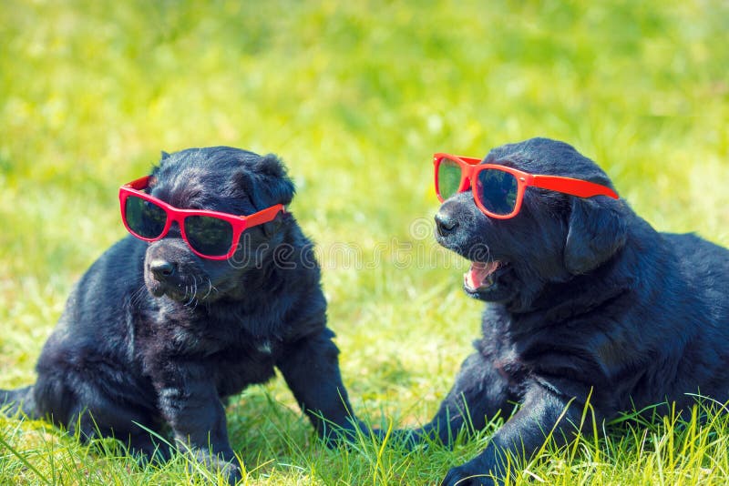 Due cuccioli divertenti di labrador retriever che indossano gli occhiali da sole fotografie stock Due cuccioli divertenti di labrador retriever che indossano gli occhiali da sole fotografie stock