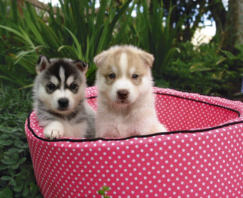 Two four weeks old pure breed Siberian husky puppy in a pink bed. Two four weeks old pure breed Siberian husky puppy in a pink bed