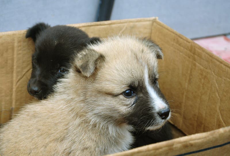 Due cuccioli in un contenitore di cartone fotografia stock libera da diritti Due cuccioli in un contenitore di cartone fotografia stock libera da diritti