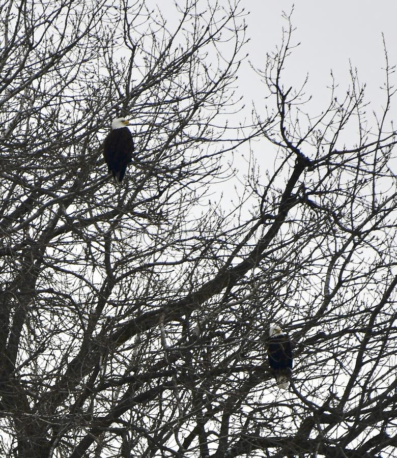 Due Eagles calvo appollaiato in un albero immagini stock Due Eagles calvo appollaiato in un albero immagini stock