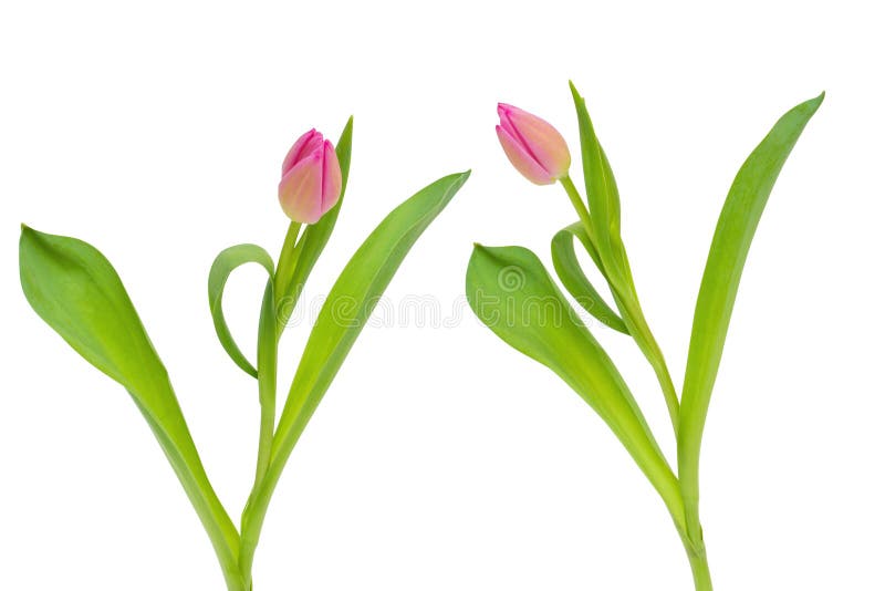 Due fiori rosa del tulipano con le foglie verdi isolate su fondo bianco con il percorso di ritaglio fotografia stock Due fiori rosa del tulipano con le foglie verdi isolate su fondo bianco con il percorso di ritaglio fotografia stock