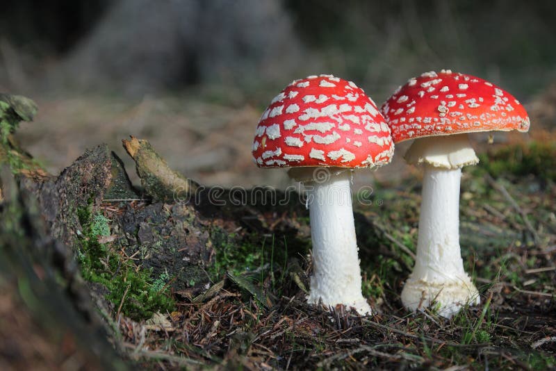 Due Funghi Funghi Tossici Bianchi Rossi Fotografia Stock Immagine di funghi, colore 49118178