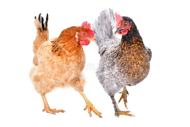 Due galline insieme fotografie stock libere da diritti Due galline insieme fotografie stock libere da diritti