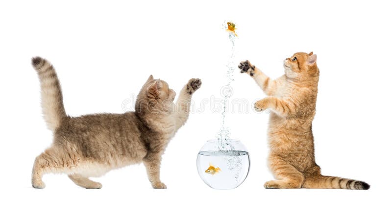 Due gatti che giocano con un pesce rosso fotografia stock libera da diritti Due gatti che giocano con un pesce rosso fotografia stock libera da diritti