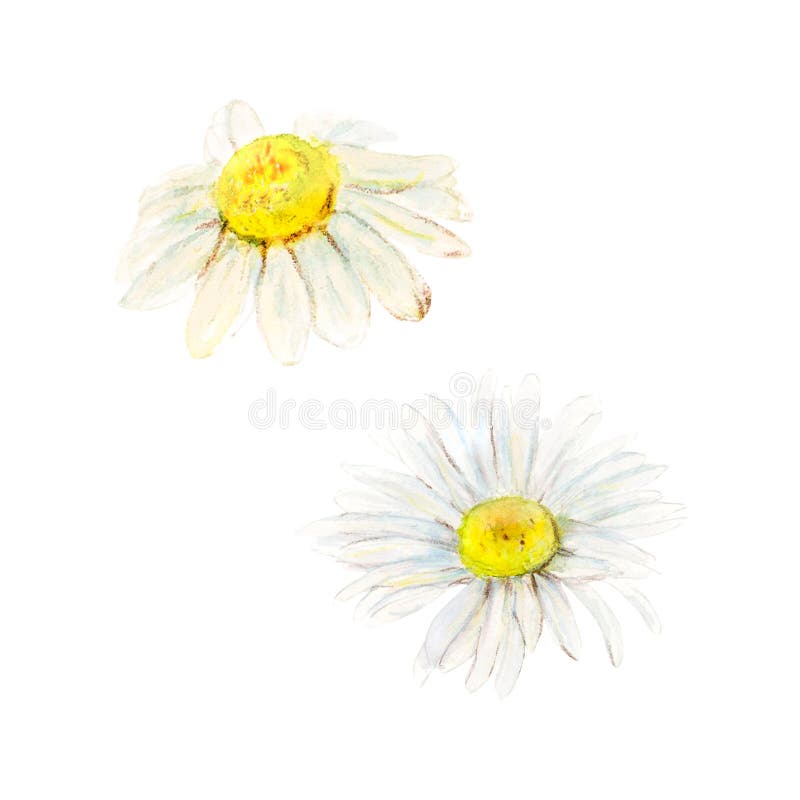 Due gemme di camomilla da campo disegnate a mano. illustrazione floreale a colori d'acqua di delicati teste di fiore isolate su fo illustrazione vettoriale